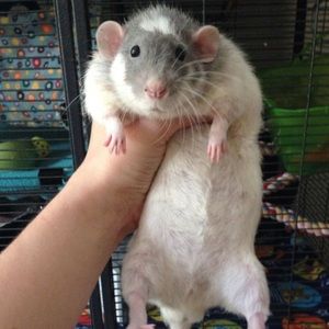 Meet your Posher, Brayden